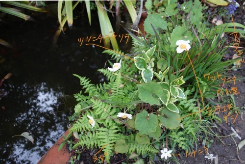 f0375039_19563010.png