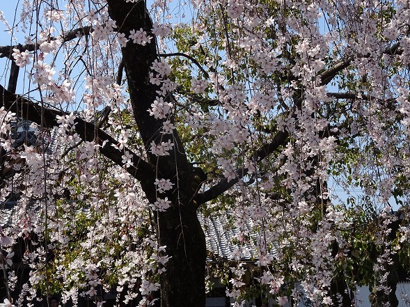 b0299042_20342551.jpg