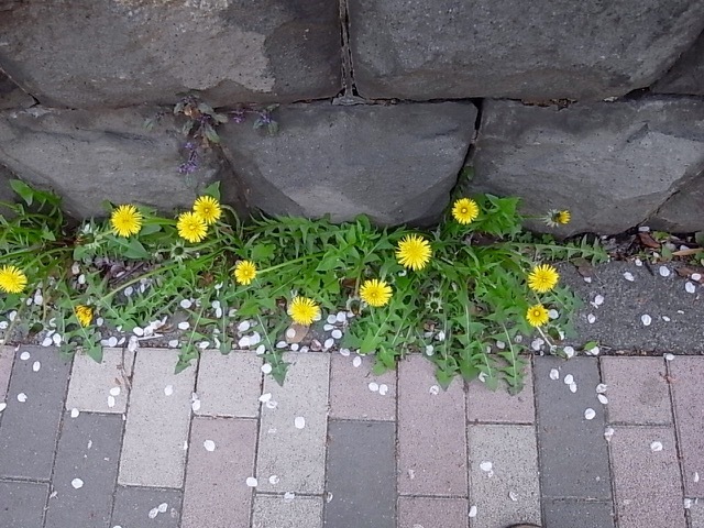 d0350542_12404782.jpg
