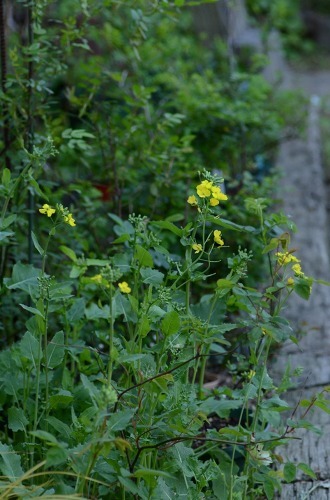 c0186463_22545901.jpg