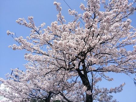 b0161371_15514281.jpg
