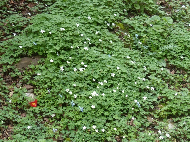 f0357487_00231489.jpg