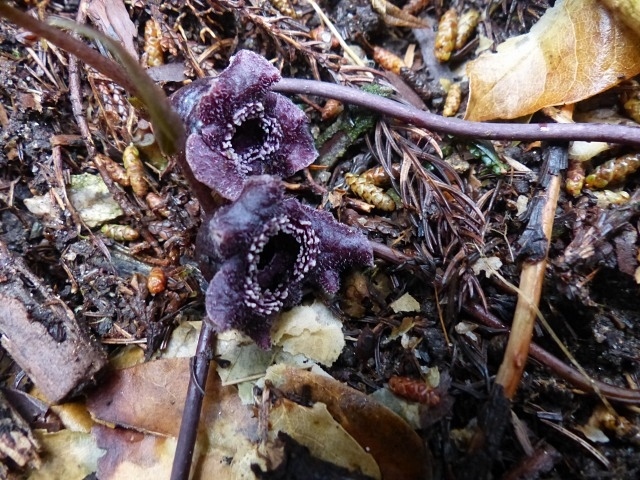 f0357487_00505294.jpg