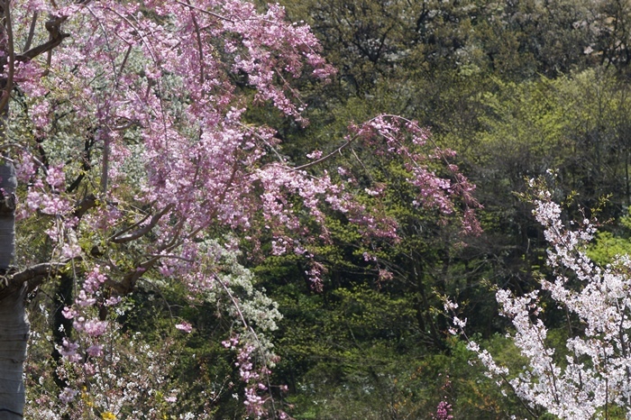 e0040092_22354176.jpg
