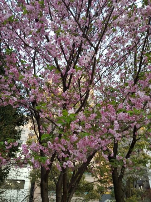 a0344593_19334181.jpg