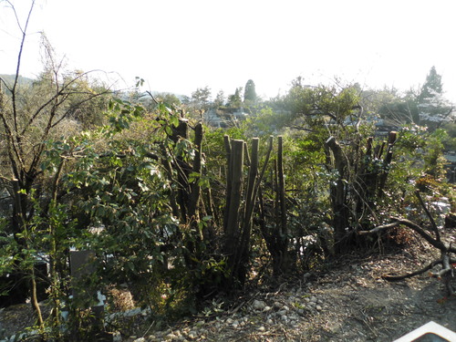 c0108198_1794244.jpg