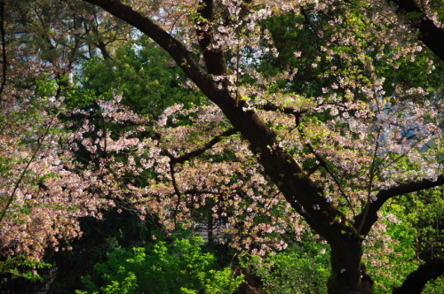 a0263109_19395621.jpg