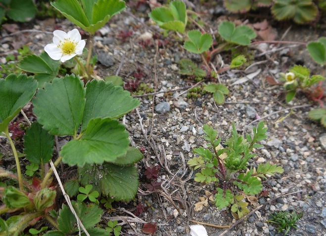 e0137130_22290099.jpg