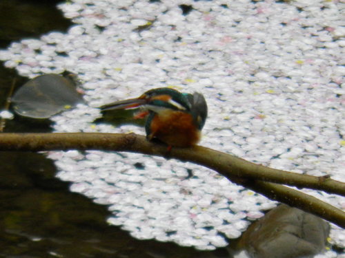 c0338136_22265579.jpg