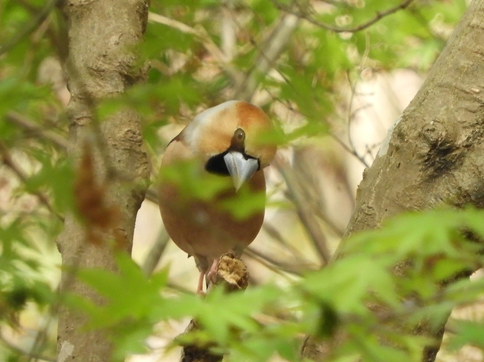 f0113136_14541284.jpg