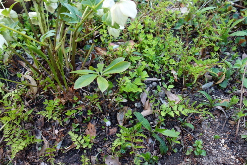 f0375039_10540536.jpg