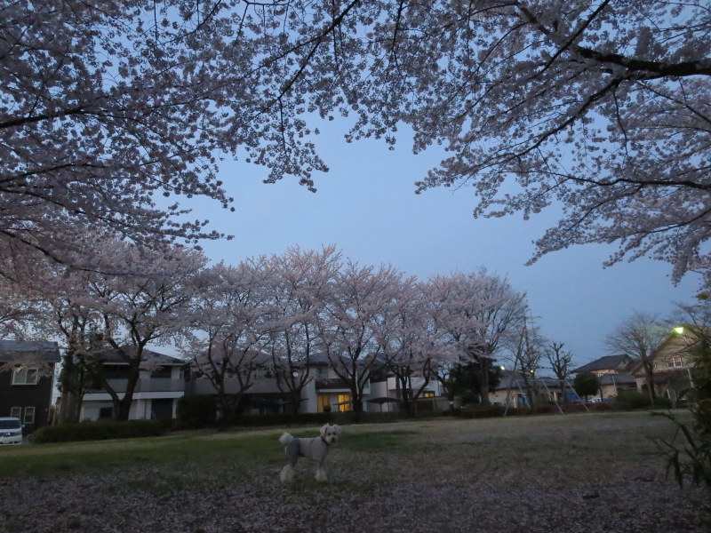 d0264176_19553499.jpg