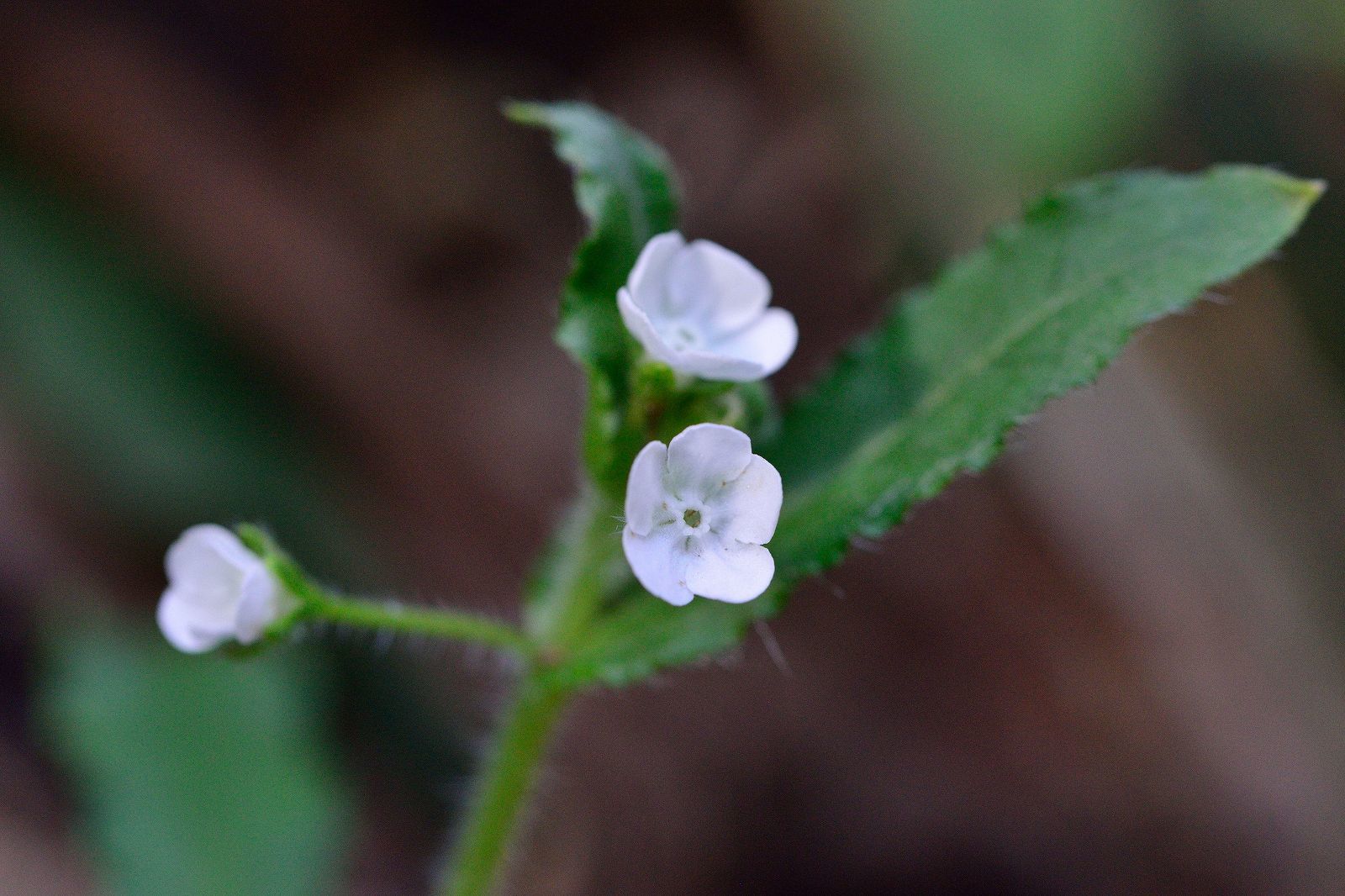 d0328977_20154890.jpg