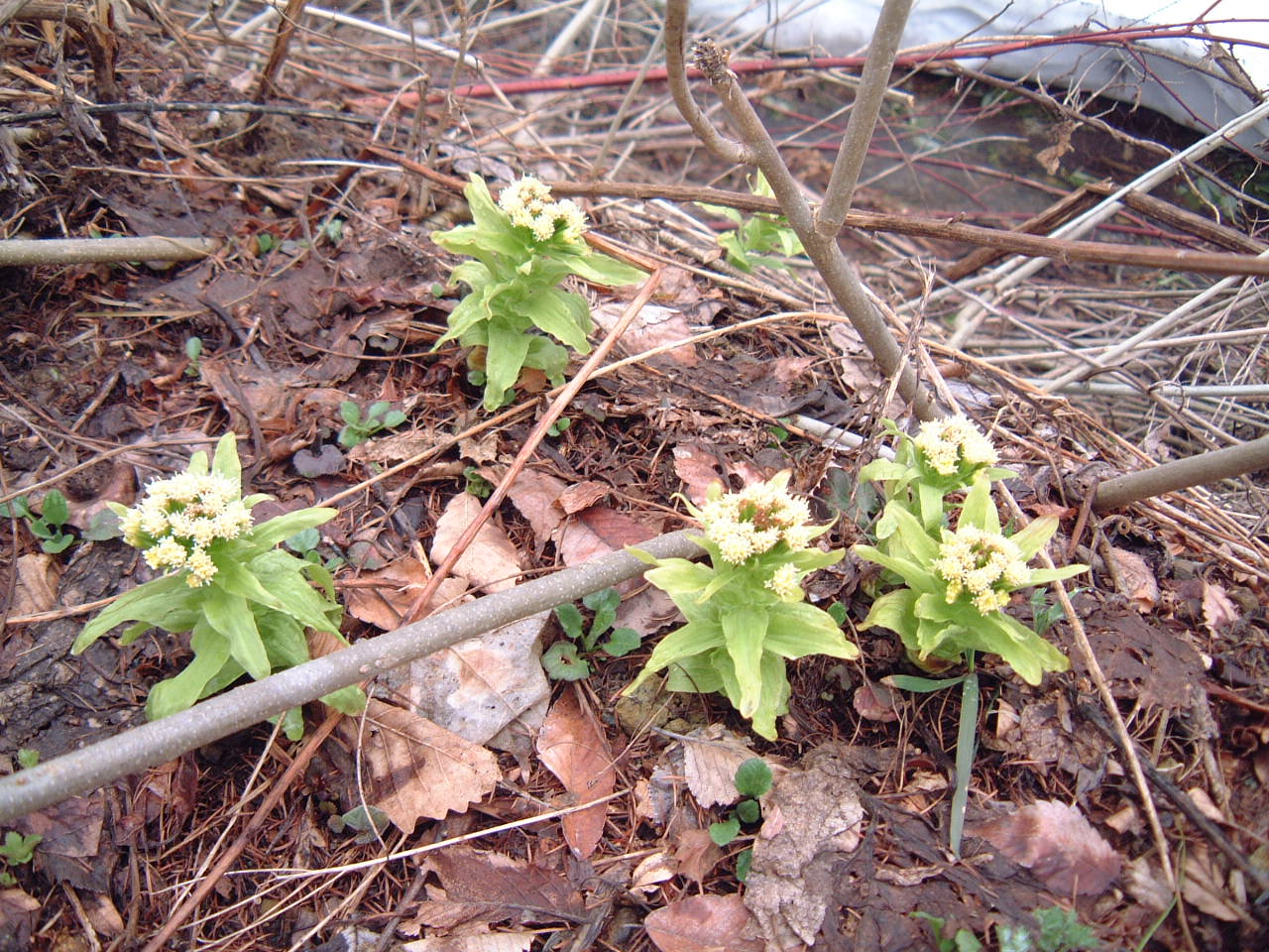 c0237780_13405866.jpg