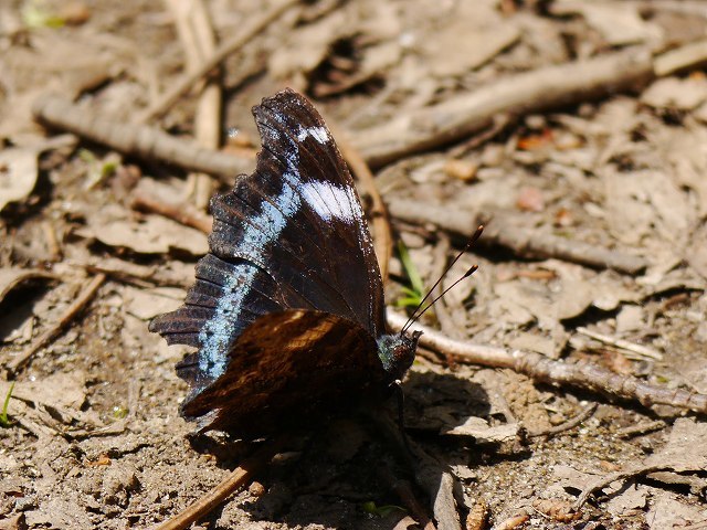 d0088184_17420428.jpg