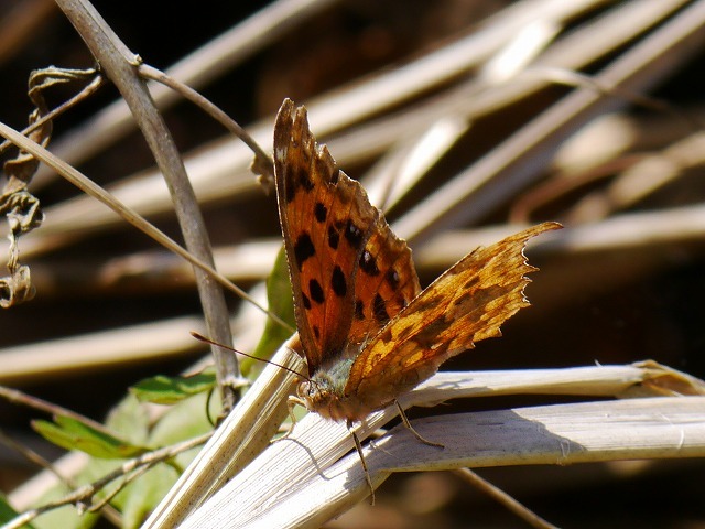 d0088184_17424092.jpg