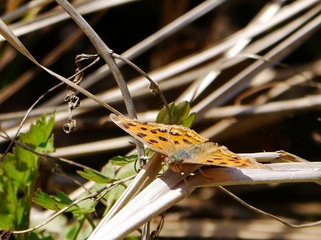 d0088184_17425001.jpg