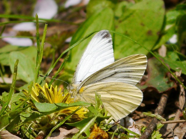 d0088184_17444399.jpg