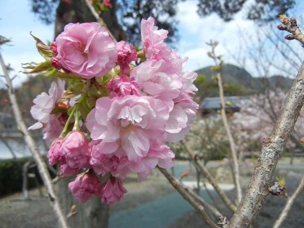 c0361298_21575651.jpg