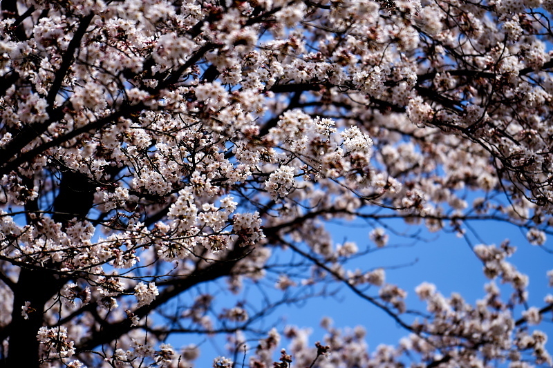 c0339900_21351430.jpg