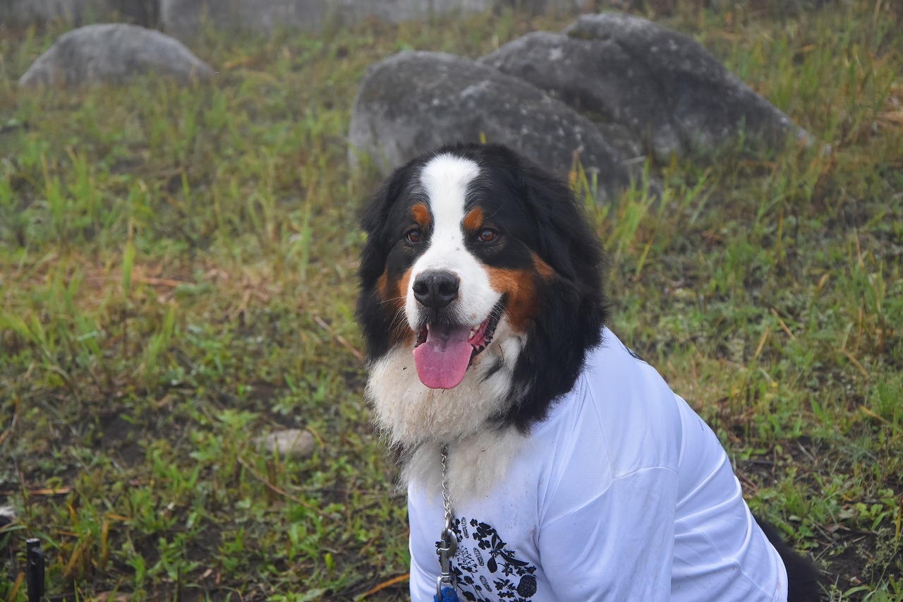 f0174419_20420107.jpg