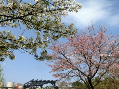 a0105023_21560279.jpg