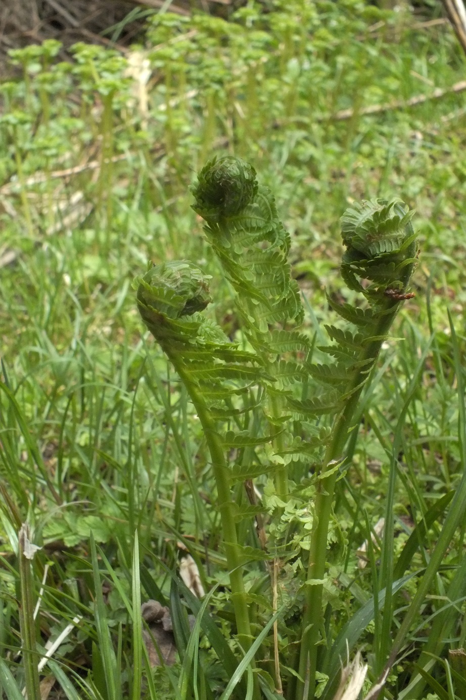 e0164941_11384792.jpg