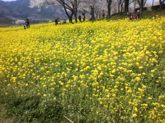 a0111545_15511721.jpg