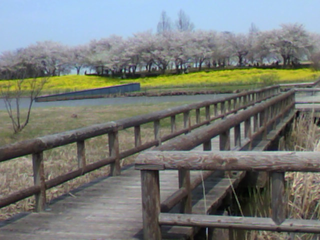 a0111545_15515419.jpg