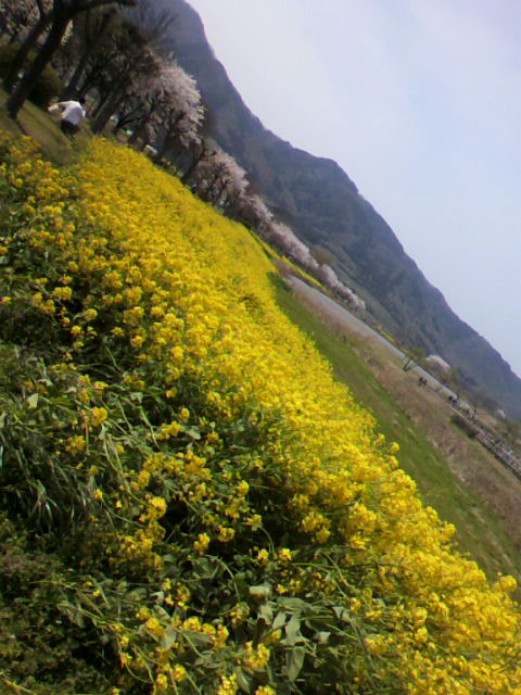 a0111545_155385.jpg