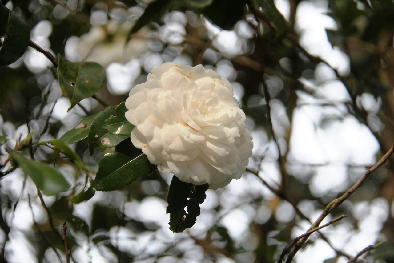 c0011649_15301355.jpg