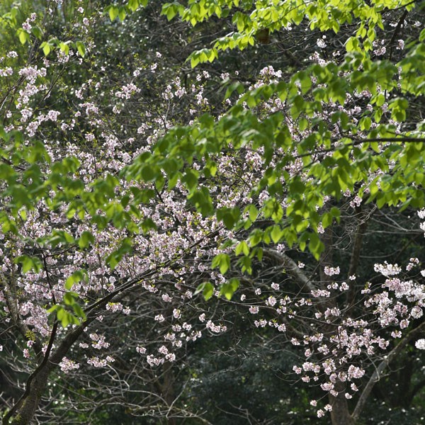 d0342652_12264452.jpg