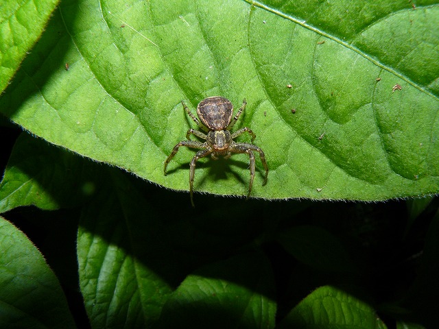 d0019074_914583.jpg