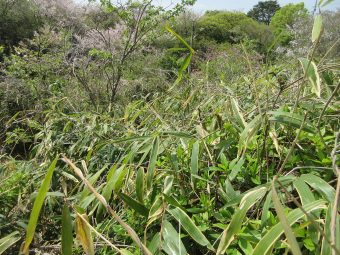 f0053885_2043272.jpg