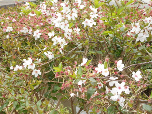 d0009105_17261363.jpg