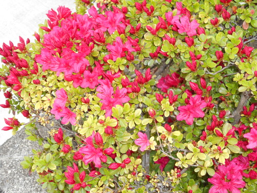 d0009105_17273690.jpg