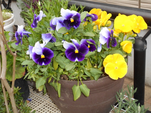 d0009105_1728071.jpg