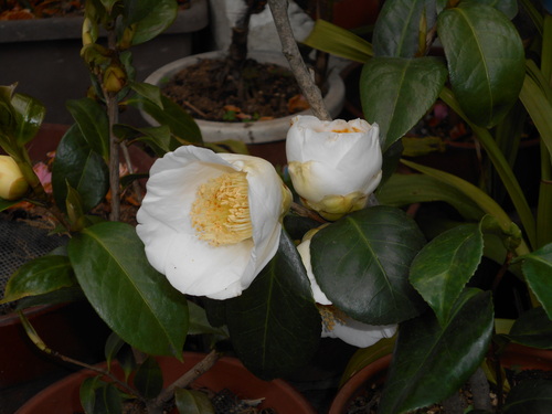 d0009105_17294787.jpg