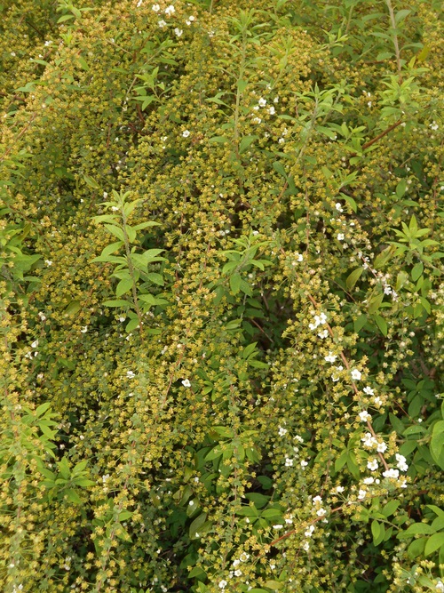 d0009105_174594.jpg