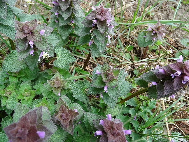 f0360815_13221870.jpg