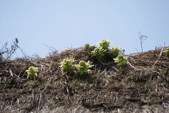 c0162516_12255547.jpg