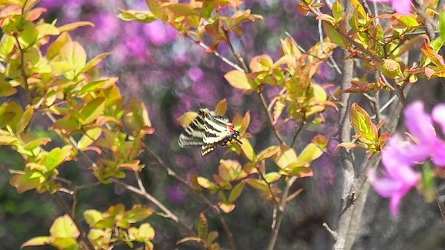 c0369423_19525083.jpg