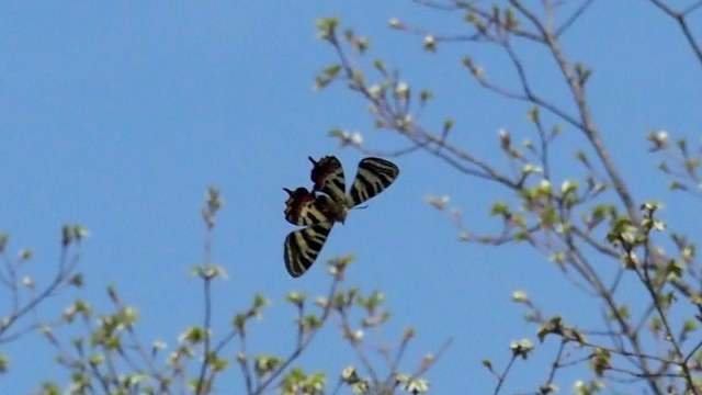 c0369423_19532635.jpg