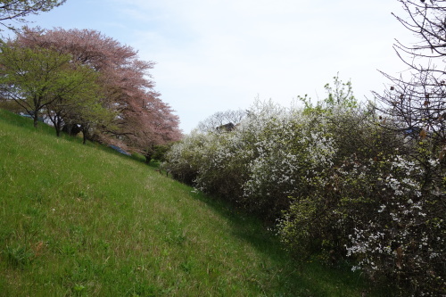 f0375039_07591549.jpg