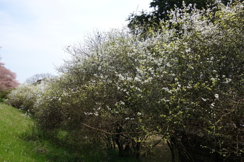 f0375039_07594581.jpg