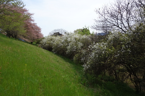 f0375039_08001865.jpg