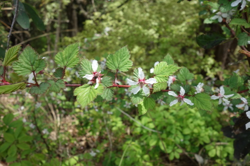 f0375039_08015625.jpg