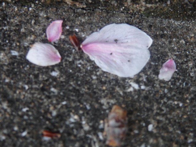 a0054240_17291430.jpg