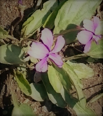 c0157242_1322524.jpg