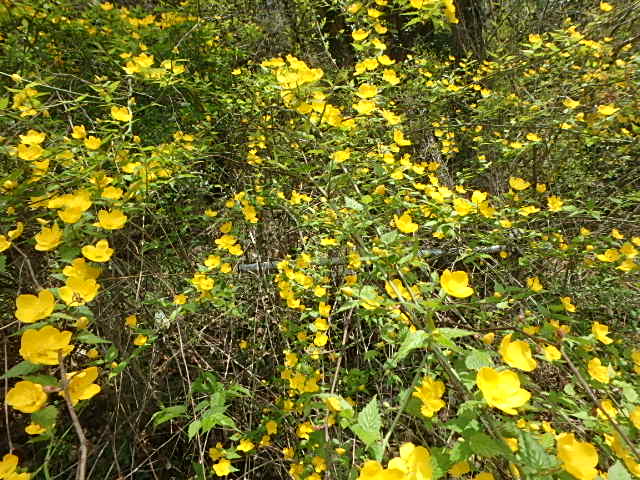 f0334143_7324299.jpg